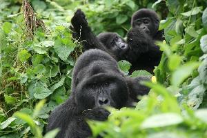 gorilla tracking bwindi